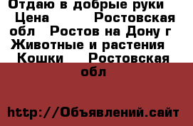 Отдаю в добрые руки . › Цена ­ 100 - Ростовская обл., Ростов-на-Дону г. Животные и растения » Кошки   . Ростовская обл.